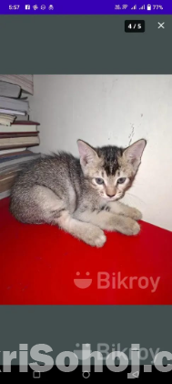 Kitten adoption